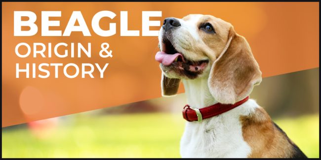 beagle-origin-and-story beagle origin and history