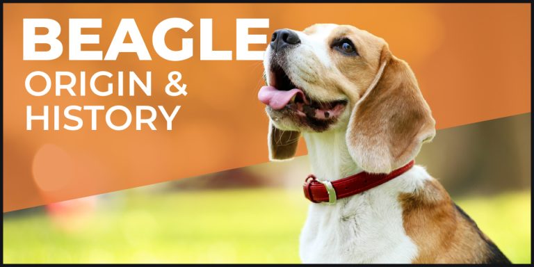 beagle origin and history