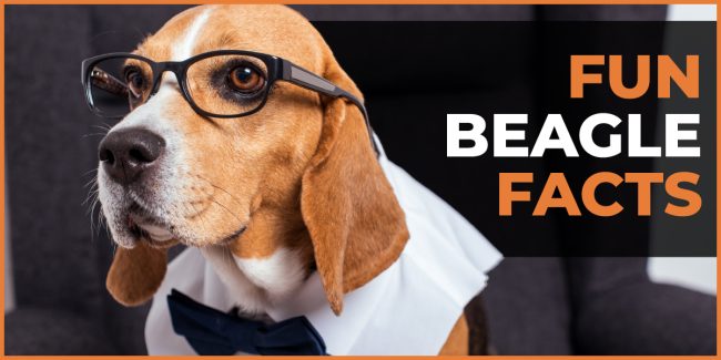 fun-beagle-facts