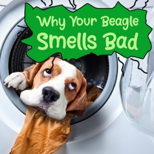 why your beagle smells bad