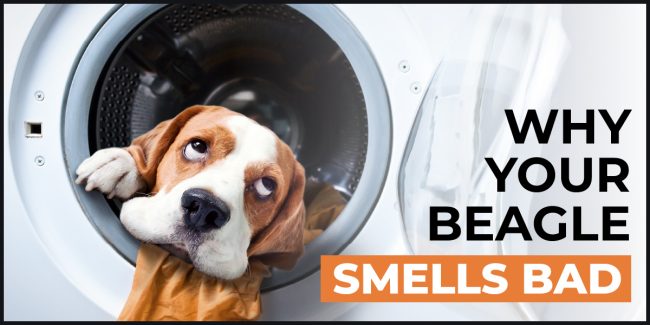 why-your-beagle-smells-bad
