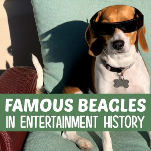 10 Most Famous Beagles in Entertainment History