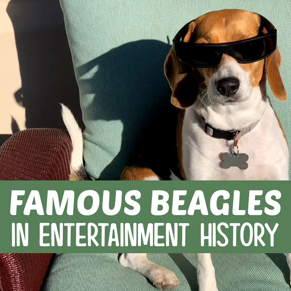 Famous beagles cheap in movies