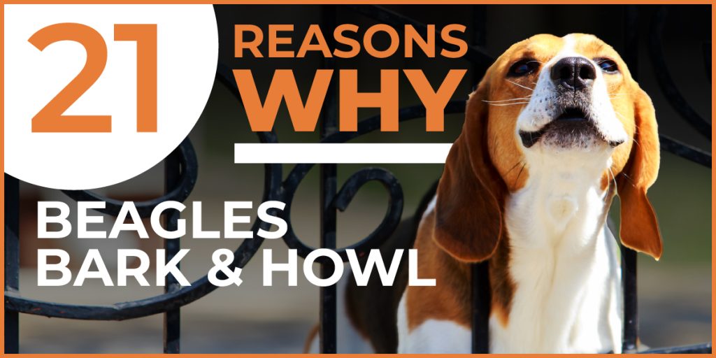21 reason why beagles bark and howl