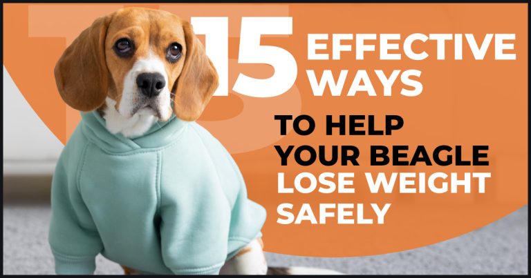 ways to help your beagle lose weight