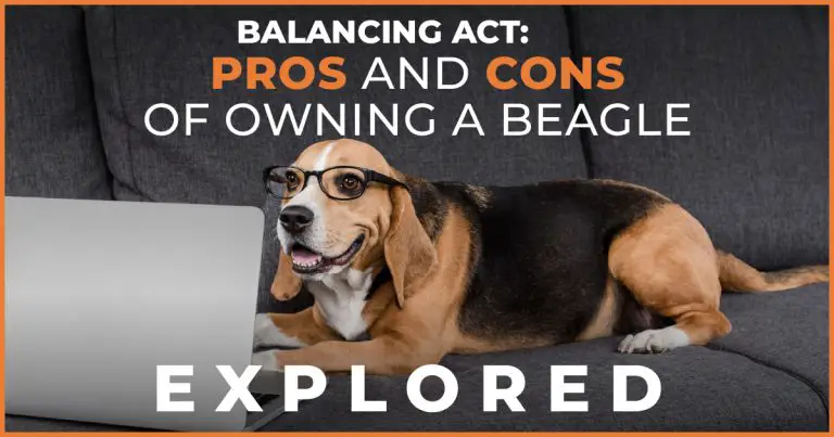 pros and cons of owning a beagle