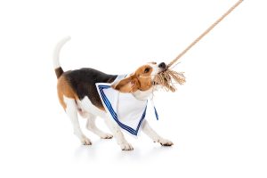 dealing with abandonment anxiety in beagles