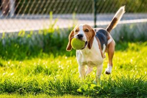 the challenges of training a beagle