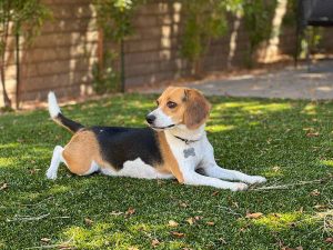 the hunting instincts of beagles