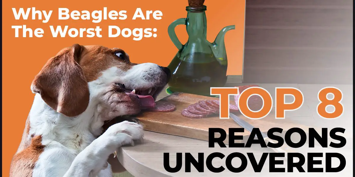 why beagles are the worst dogs top 8 reasons uncovered why beagles are the worst dogs