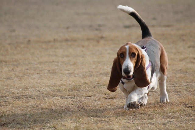 basset hound getting exercise