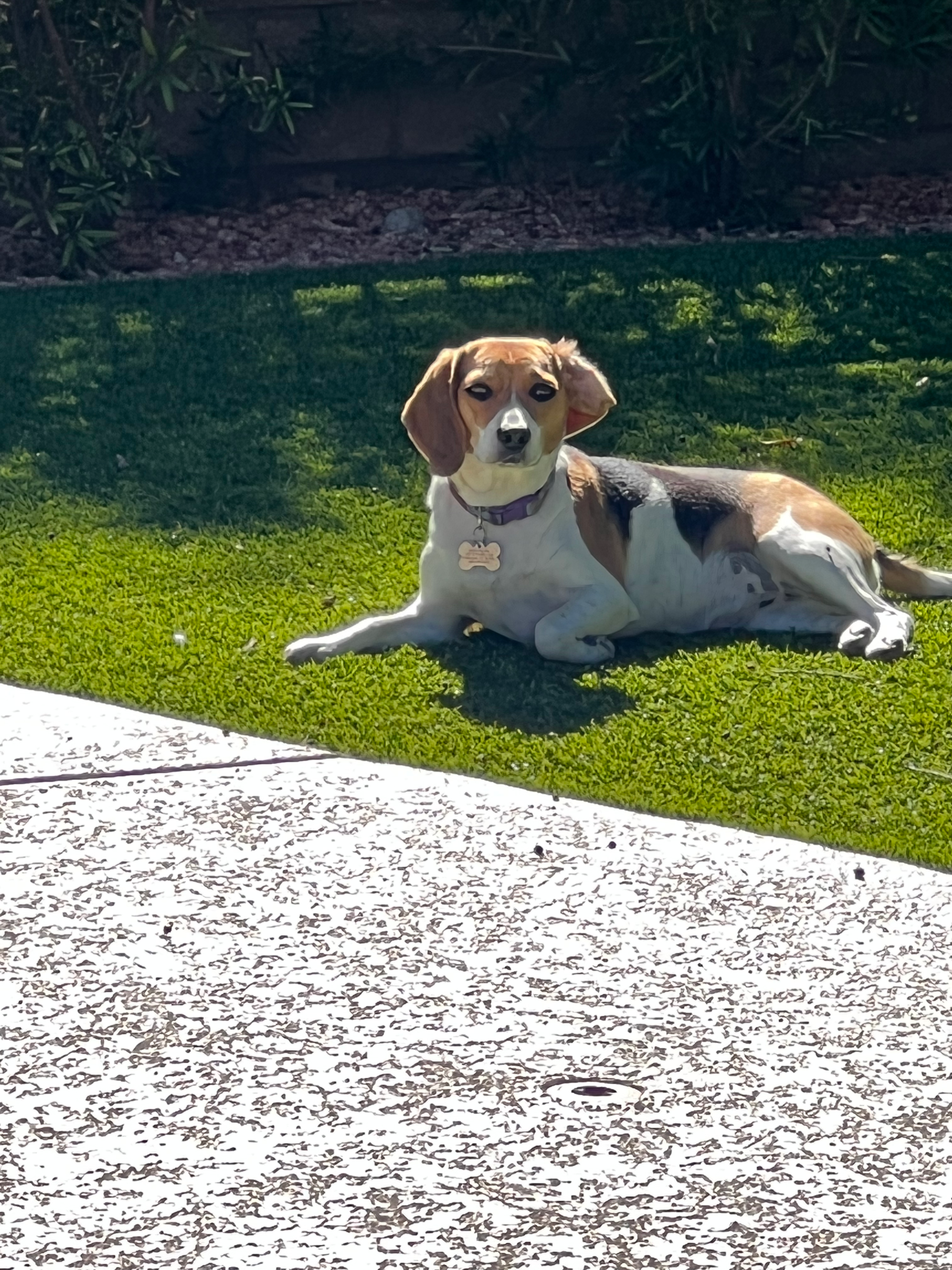 training a beagle
