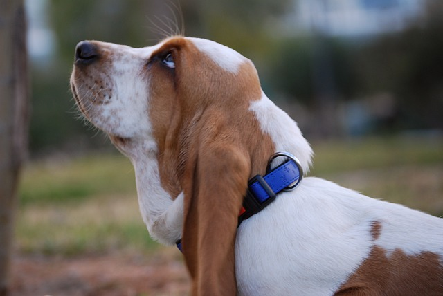 basset hound lifespan