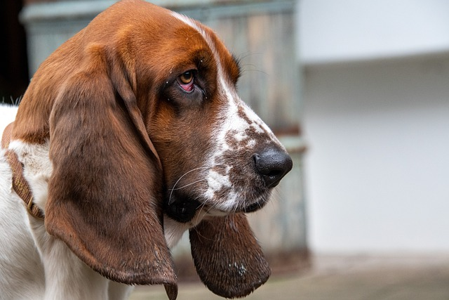basset hound with long floppy ears