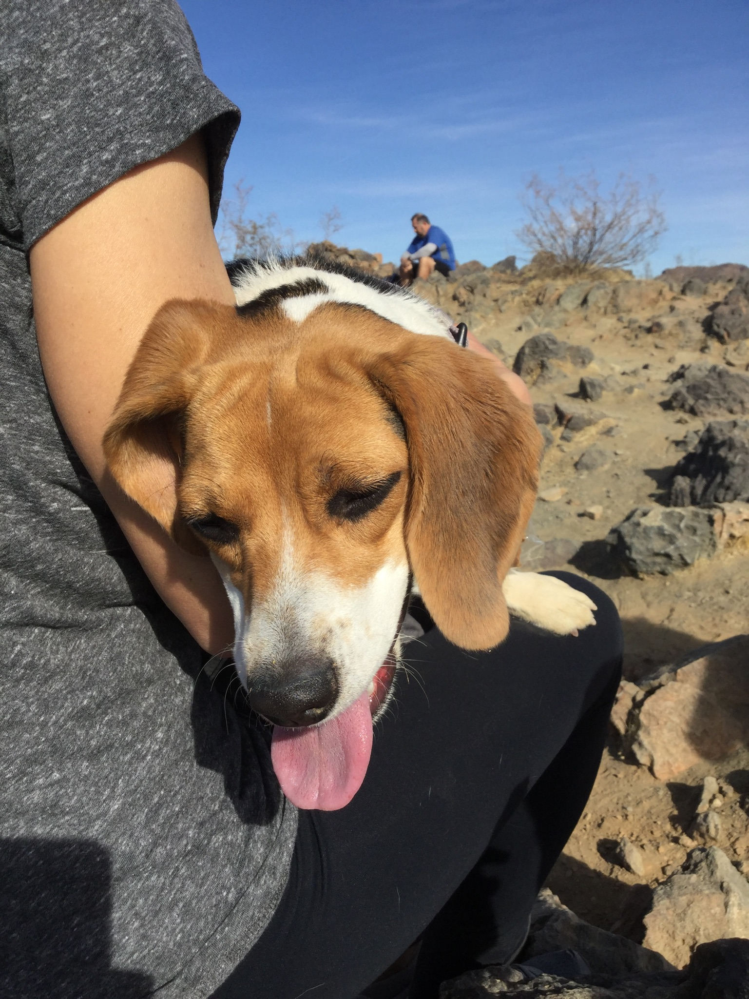 beagle ears can smell bad