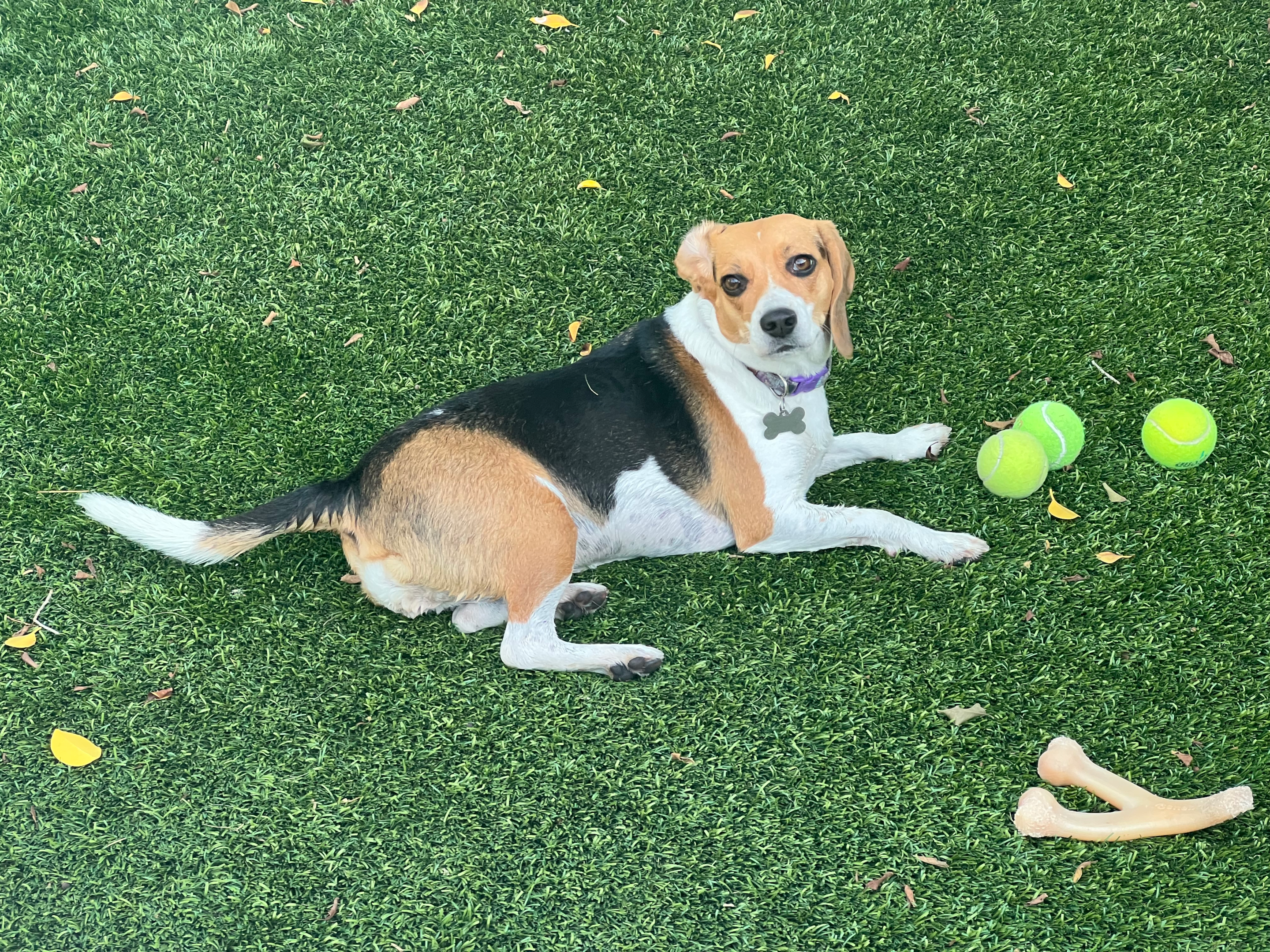 A beagle enjoying physical exercise