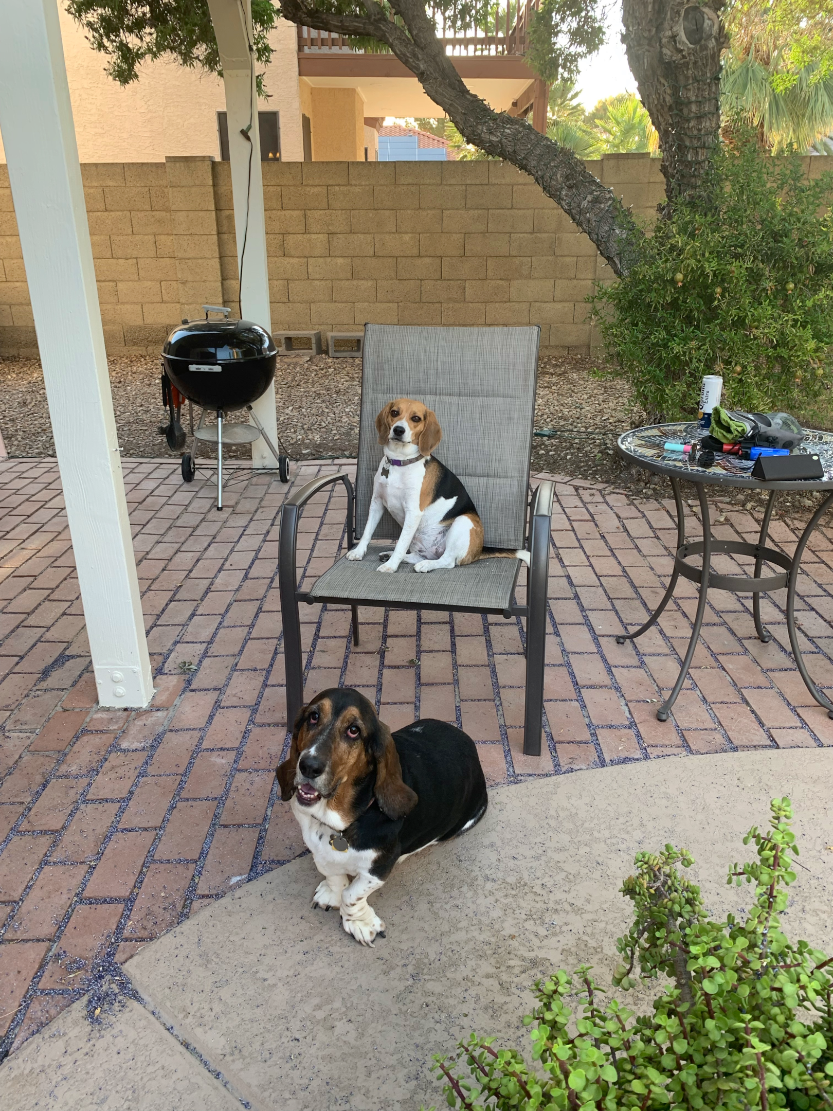 Beagle and Basset Hound best friends hanging together