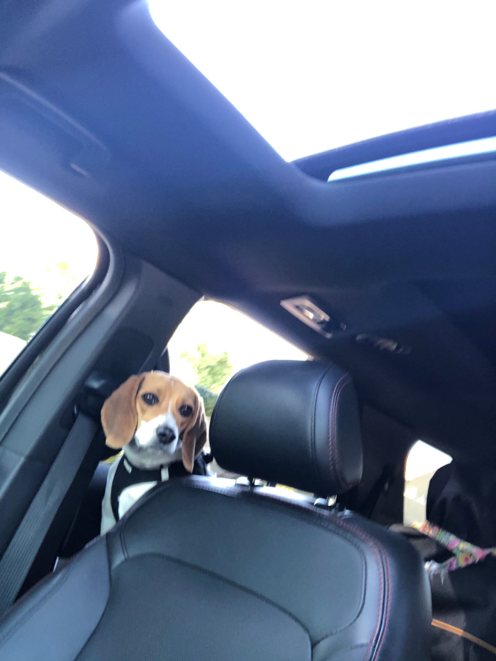 A beagle going to socialize with other dogs