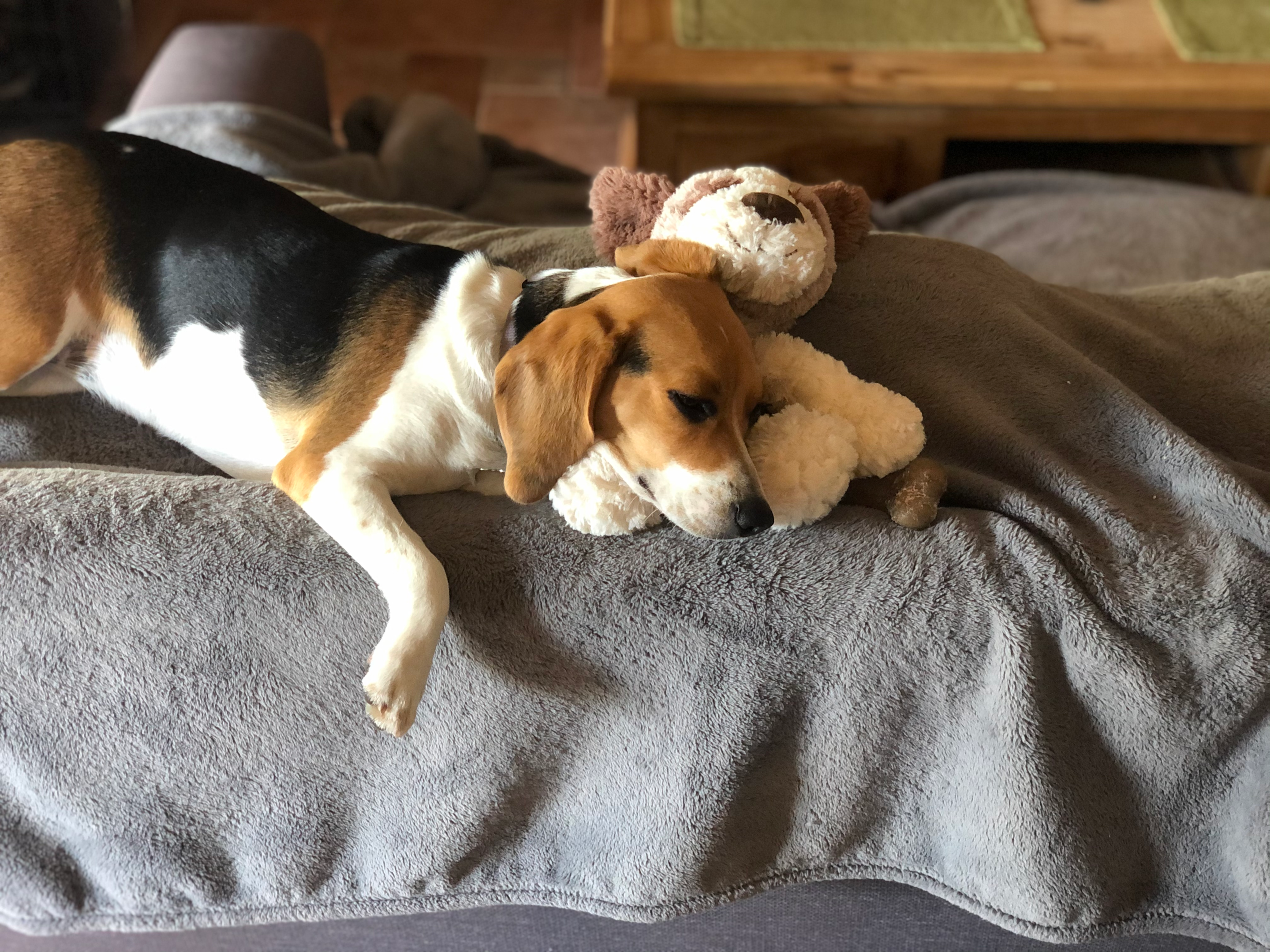 a beagle not barking feeling comfortable