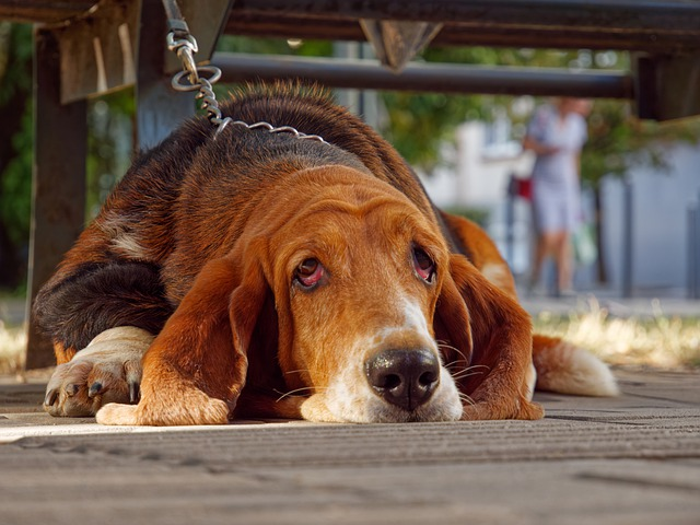 basset hounds can be stubborn