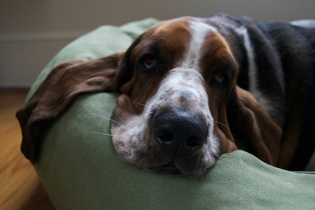 basset hound dogs have a friendly personality