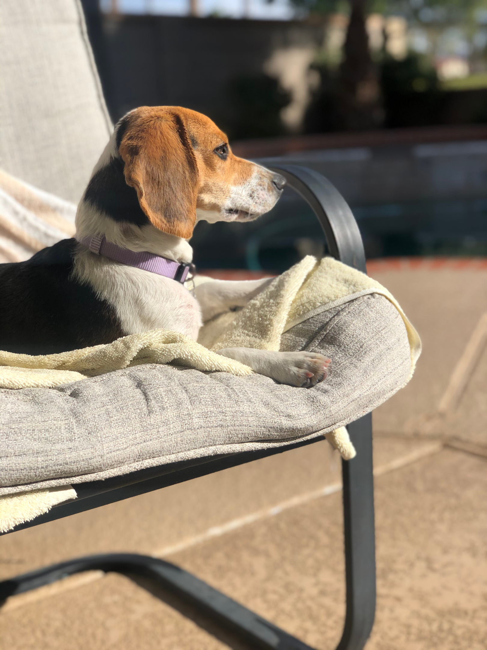 why do beagles bark so much