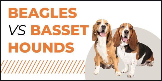 beagles-vs-basset-hounds Beagle vs Basset Hound