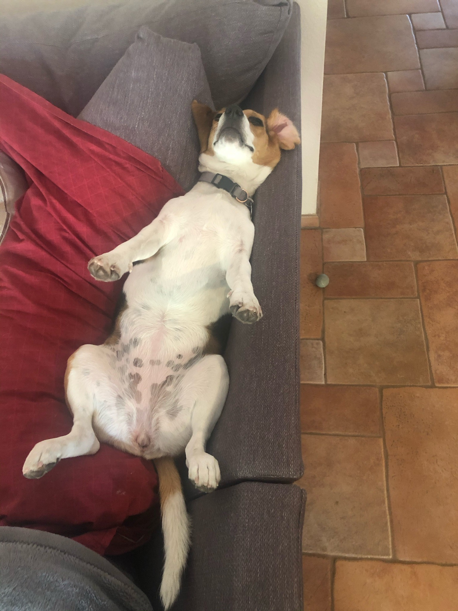 beagle or basset hound