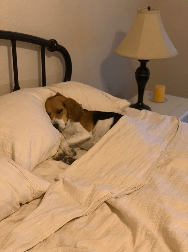 A beagle gradually increasing freedom inside the house taking a nap on the bed