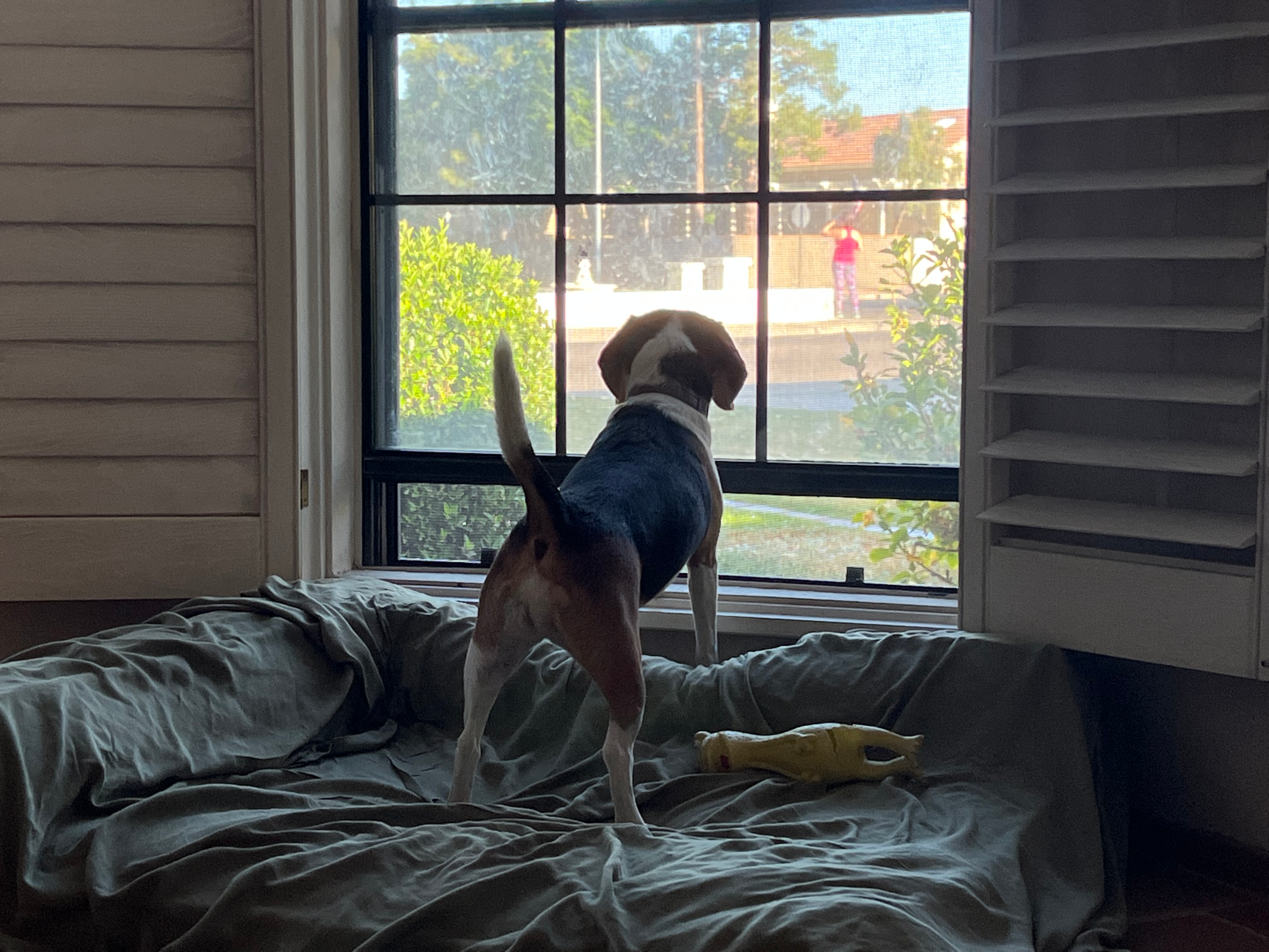Beagle playing with a toy while watching outside the window