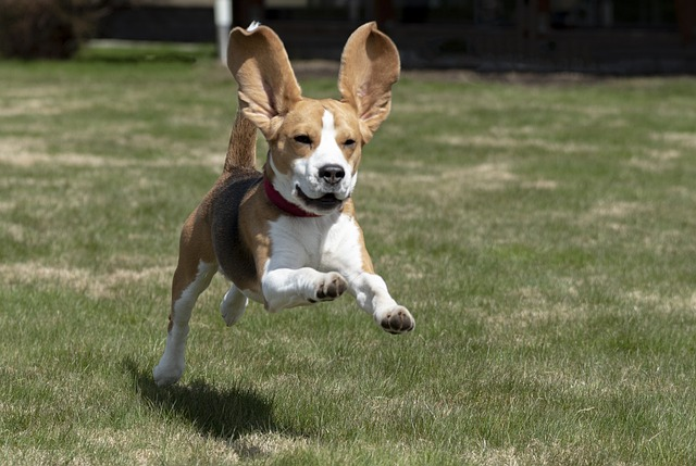 Beagle happily running
