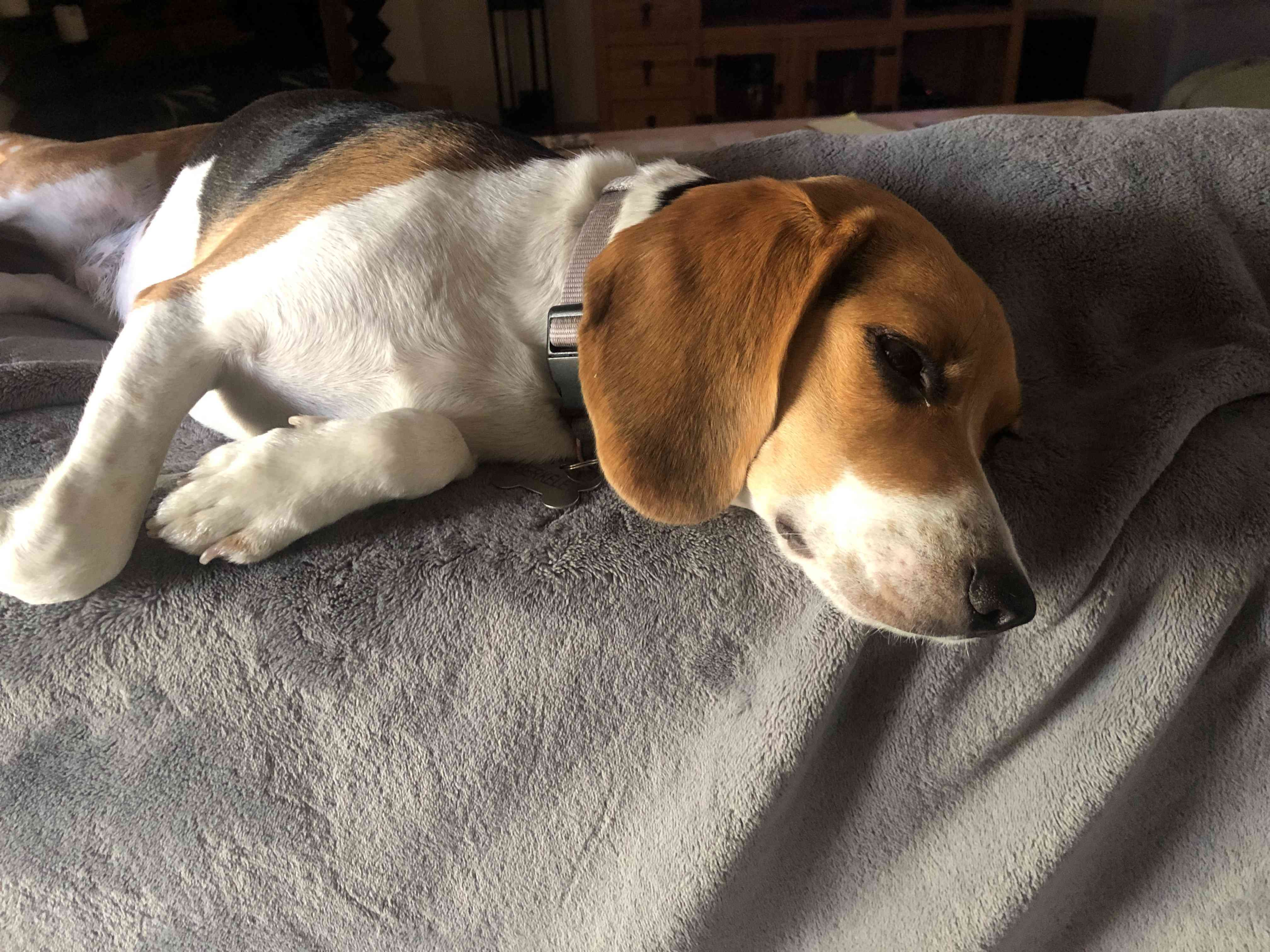 Beagle with floppy ears laying down