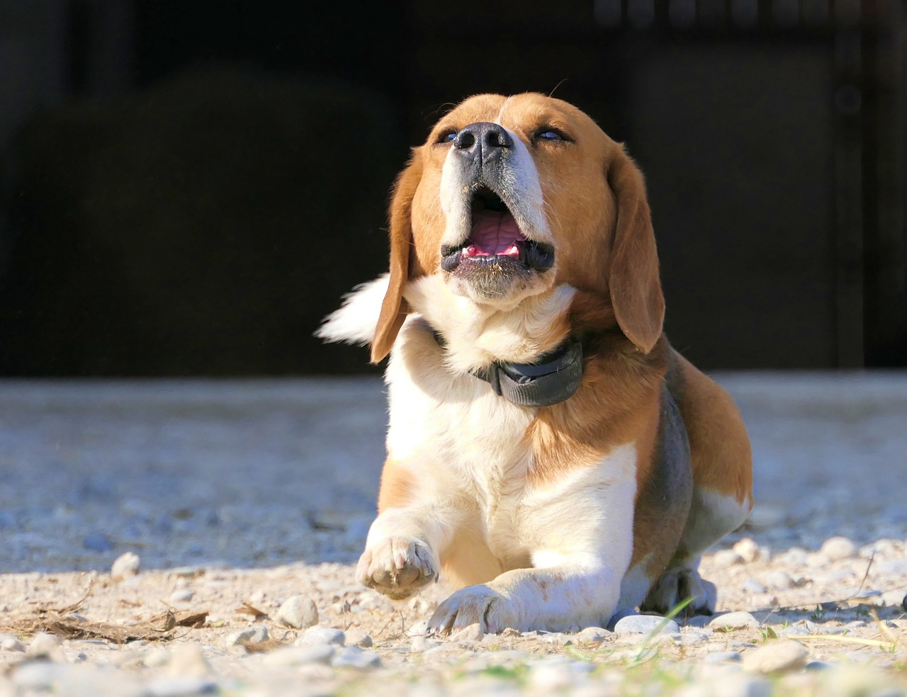 A beagle being vocal