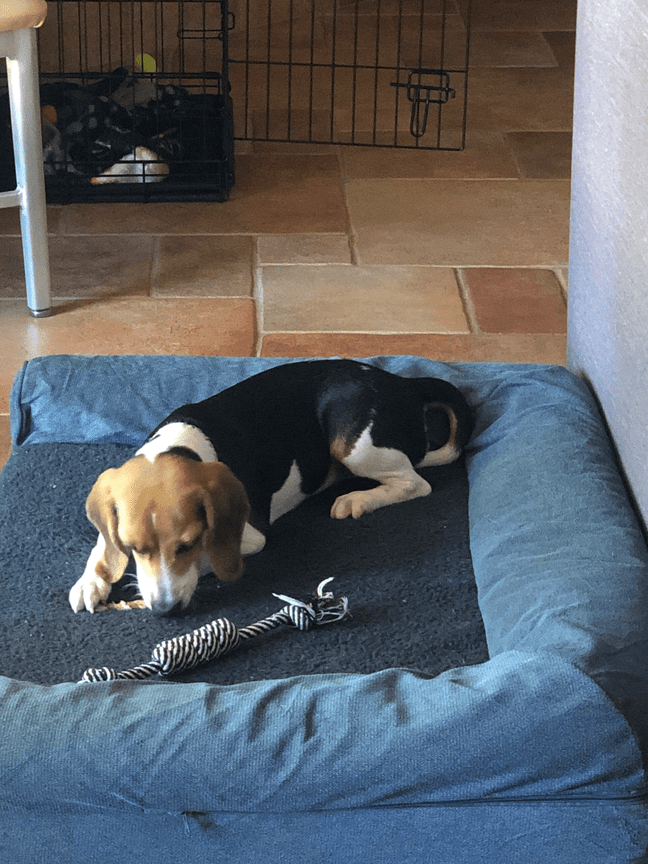 Beagle playing with a toy to utilize distractions and refocus their attention.