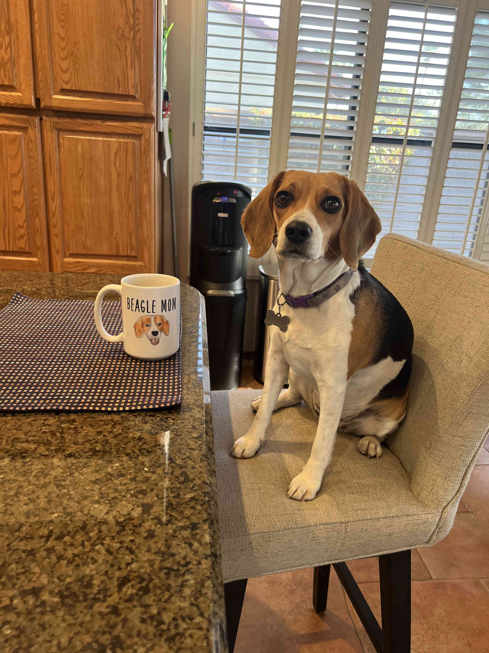 Beagle dog patiently waiting for his food