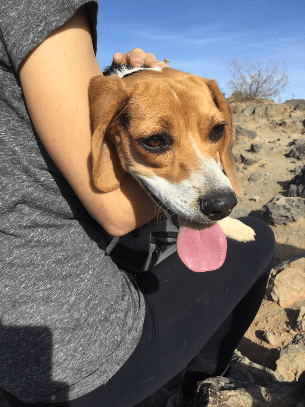 building a strong relationship with your beagle