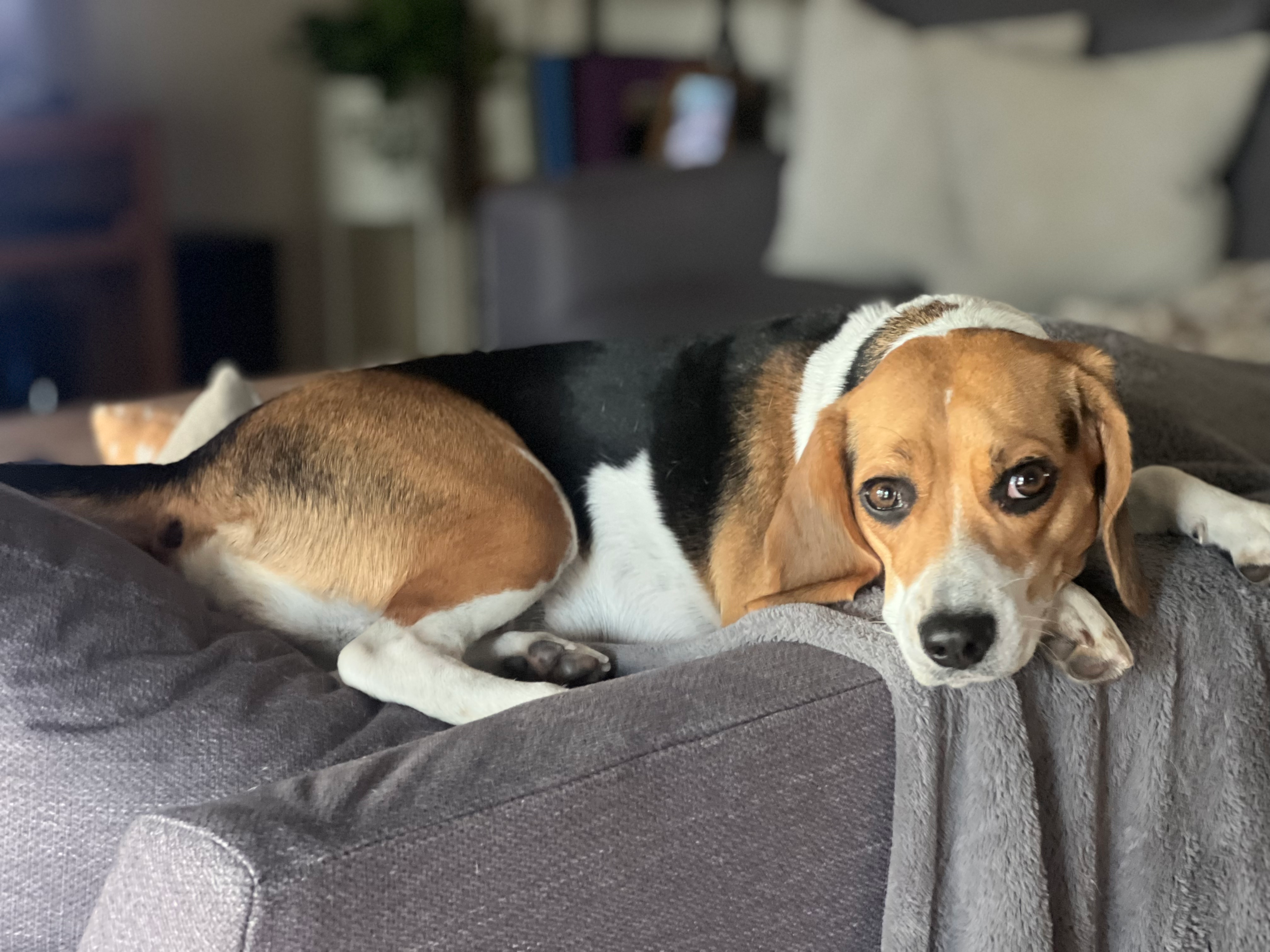 Beagle laying on a couch