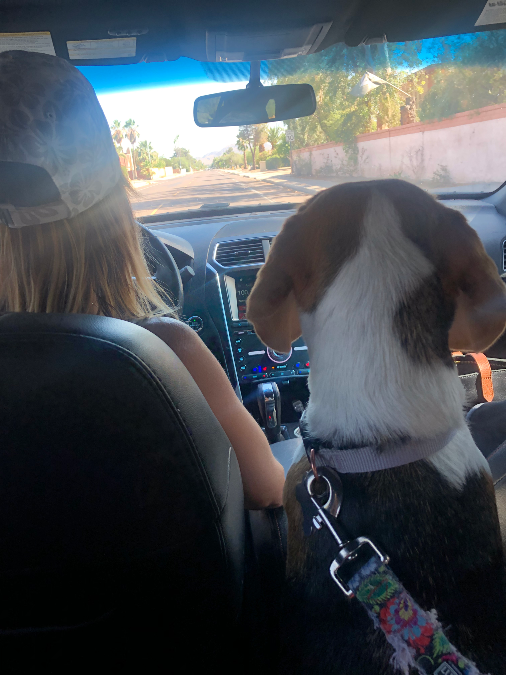 A beagle riding in a car for a joy ride