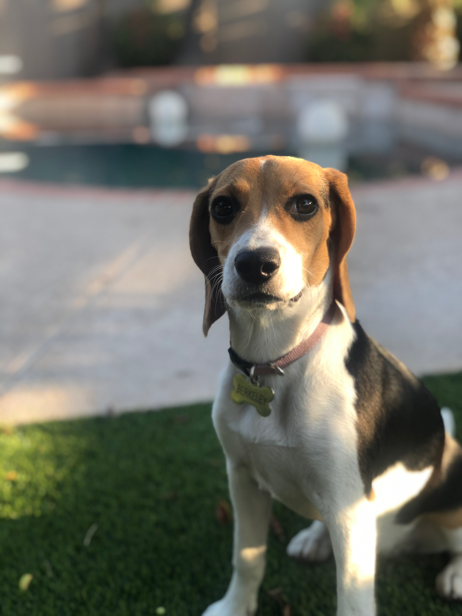 beagle breed with a pointed muzzle