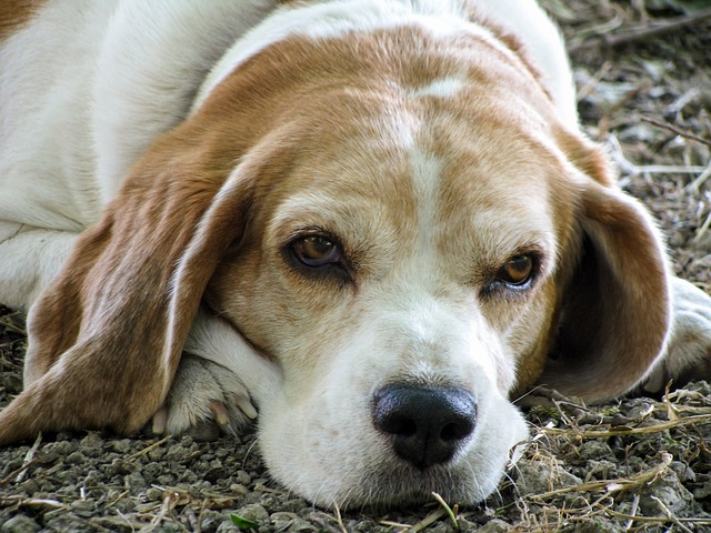 An adult beagle laying down
