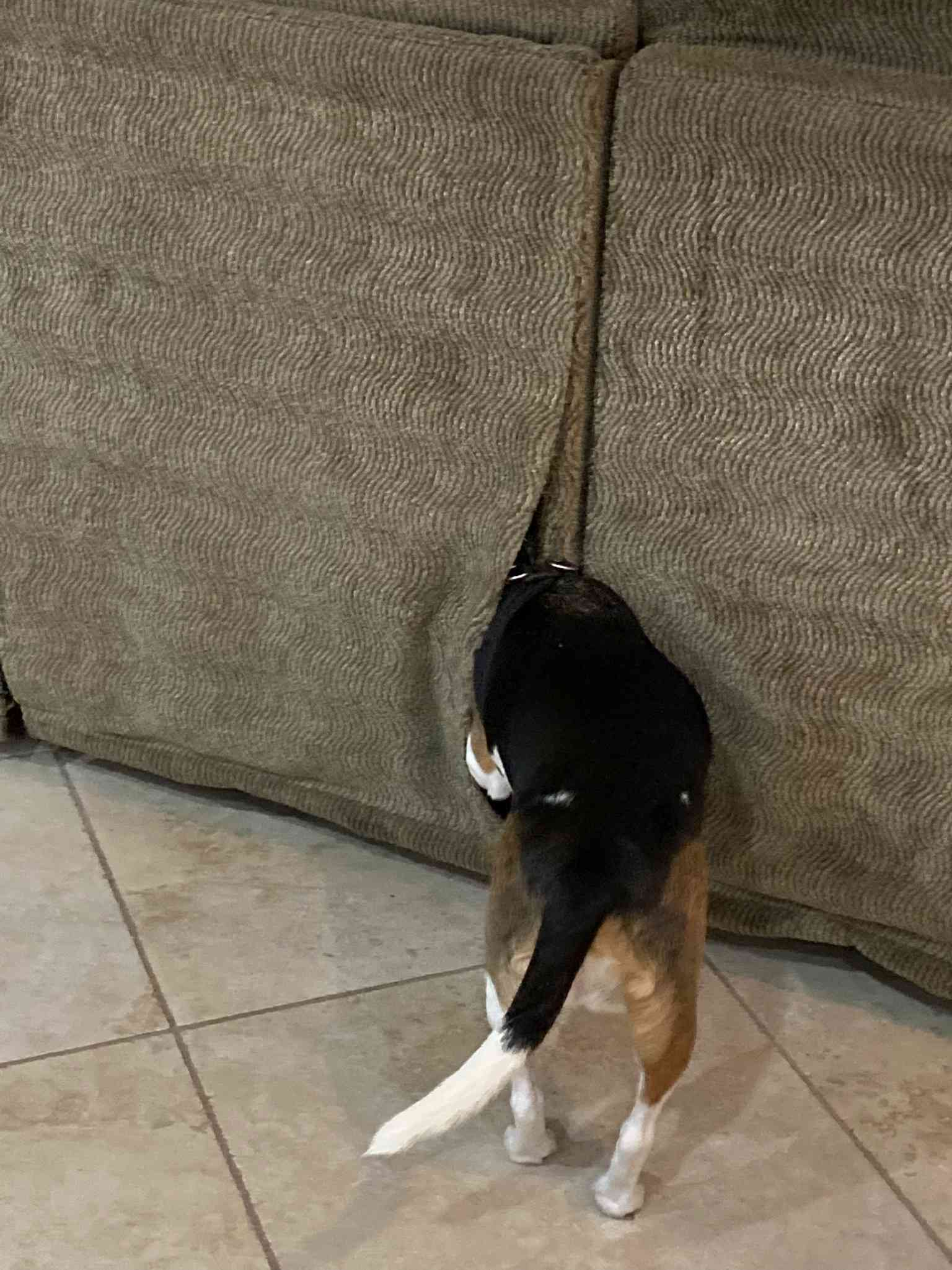 funny beagle enters behind a sofa
