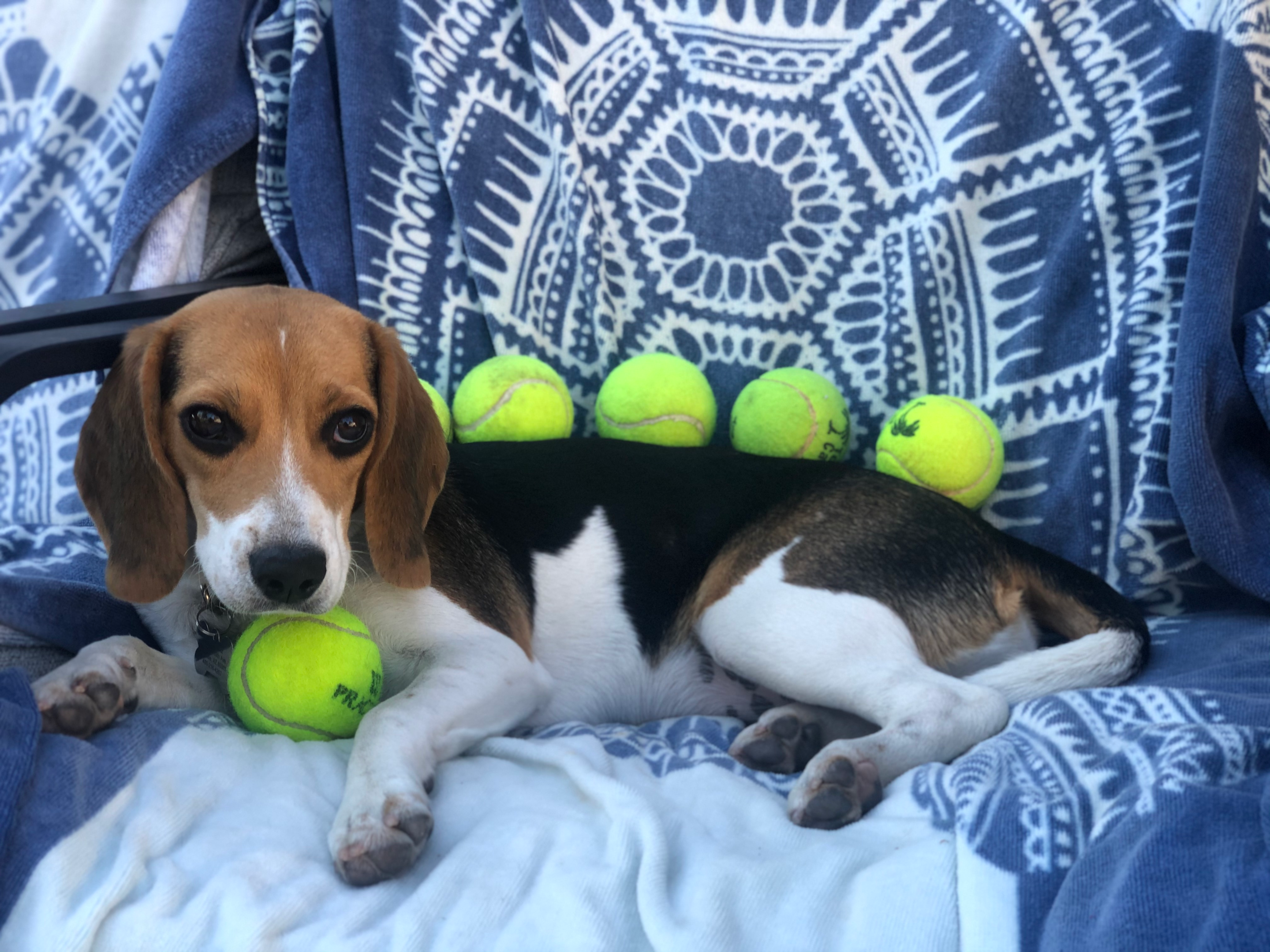 Beagle laying on a couch with baseballs
