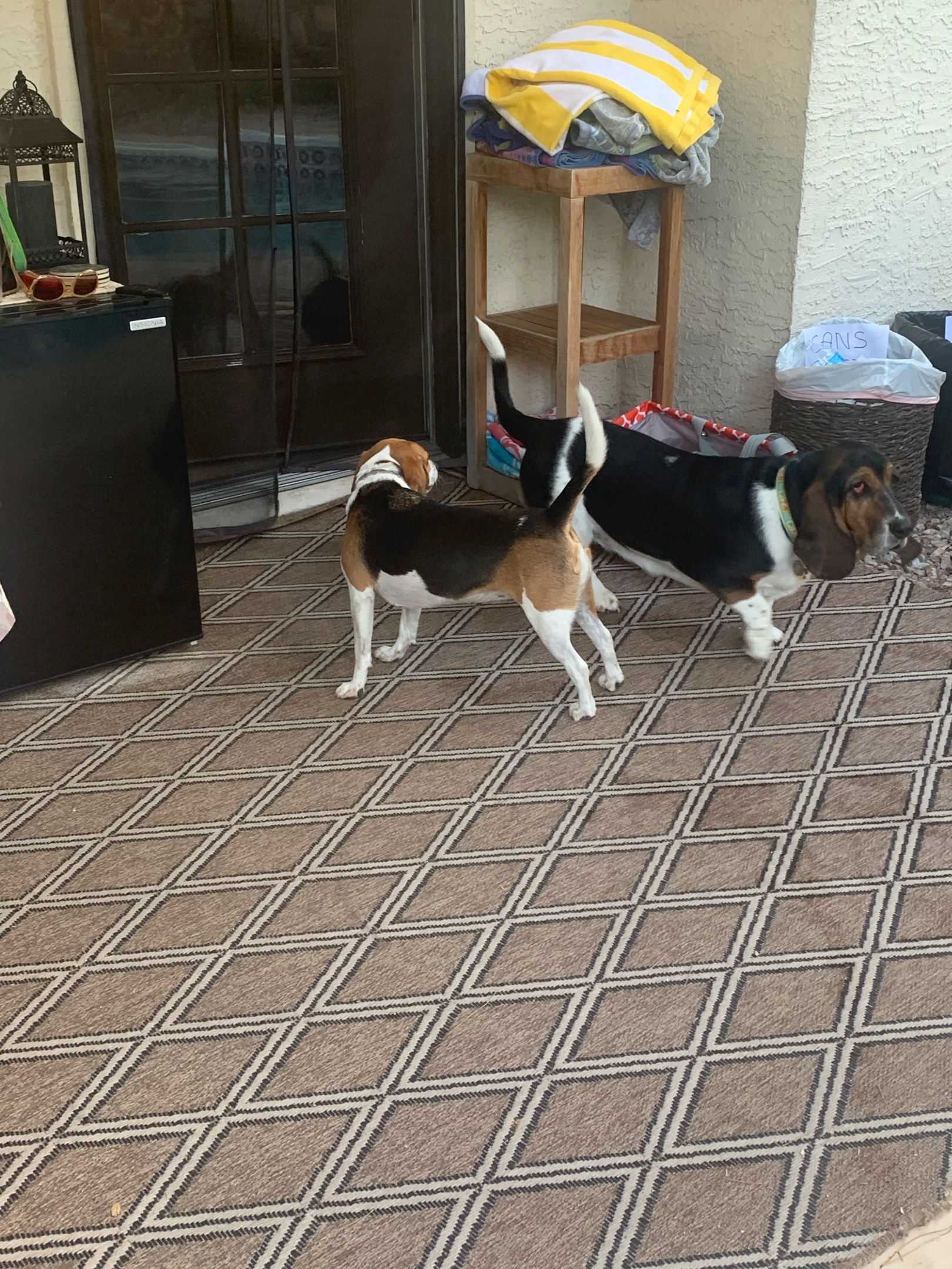 beagle hunting dogs preparing for a training