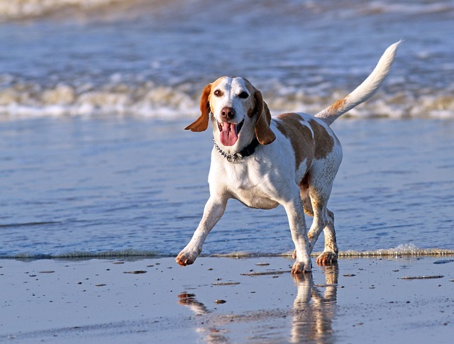 Beagle happily walking by the beach