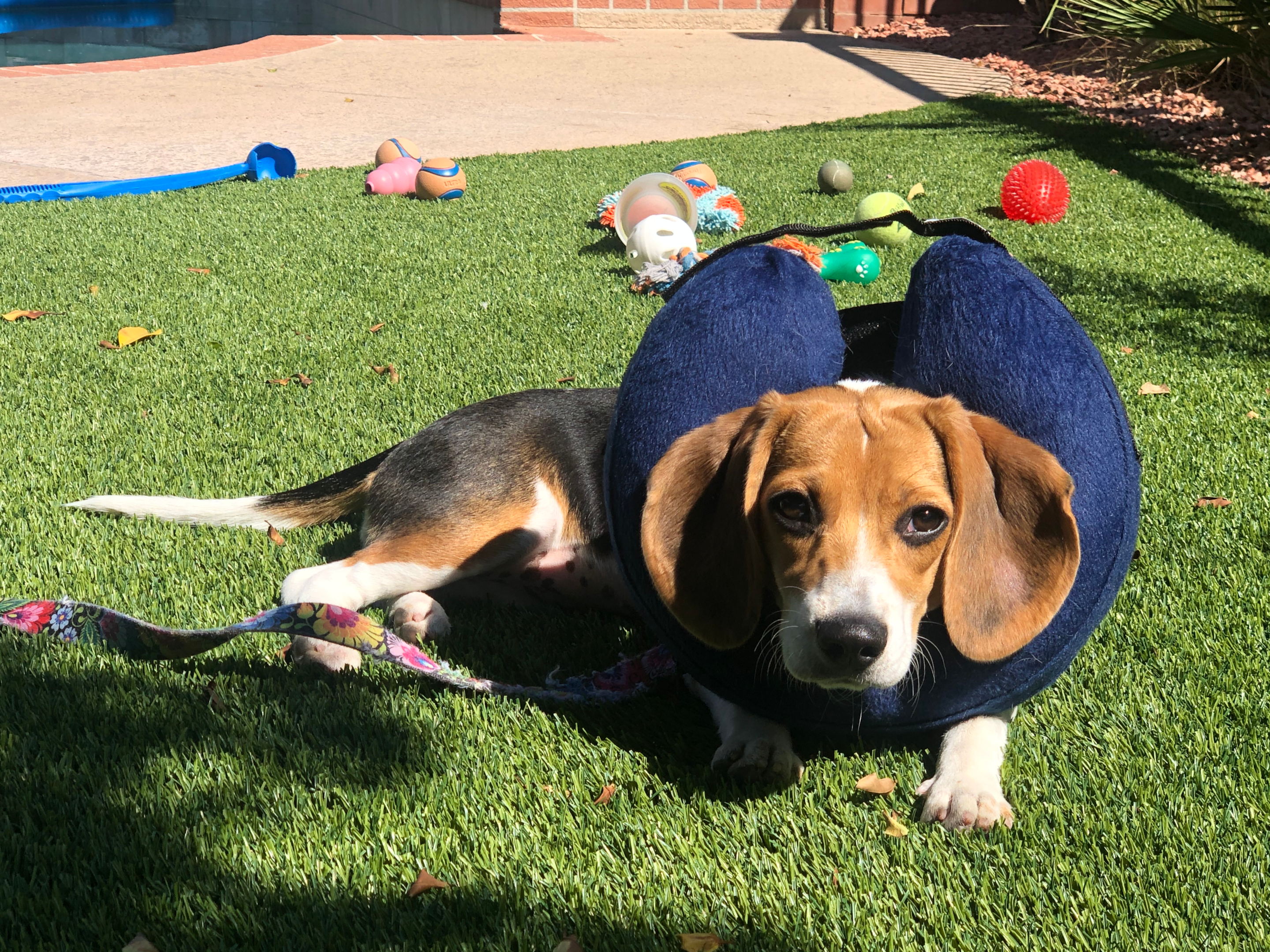 Outdoor playtime for a beagle enjoying a sunbath