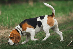 An adult beagle adapting a potty training