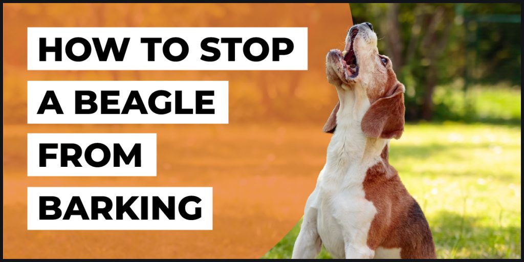 how to stop a beagle from barking