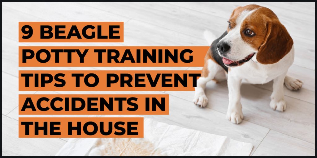 beagle potty training