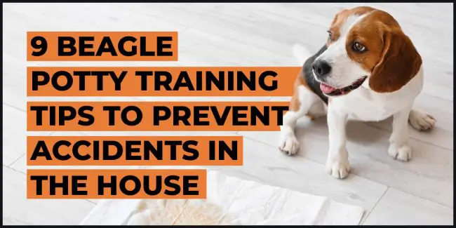9 beagle potty training tips to prevent accidents in the house beagle potty training