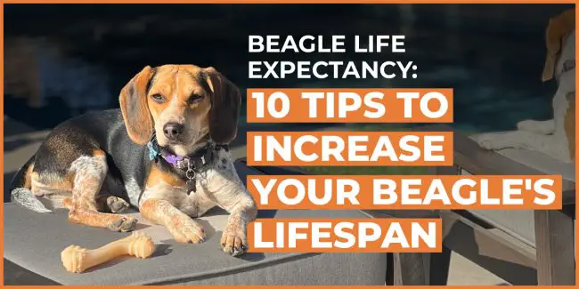 beagle life expectancy 10 tips to increase your beagle’s lifespan beagle life expectancy